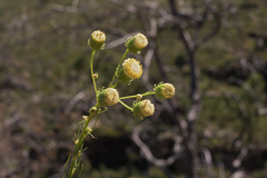 Senecio paniculatus