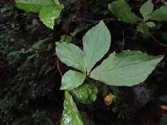 Elliottia paniculata, photograph (c) Timur Kalininsky, some rights reserved (CC BY)