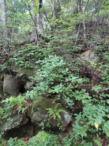 Elliottia paniculata, photograph 3