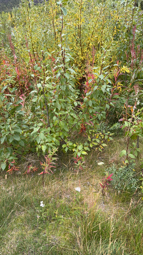 fireweed