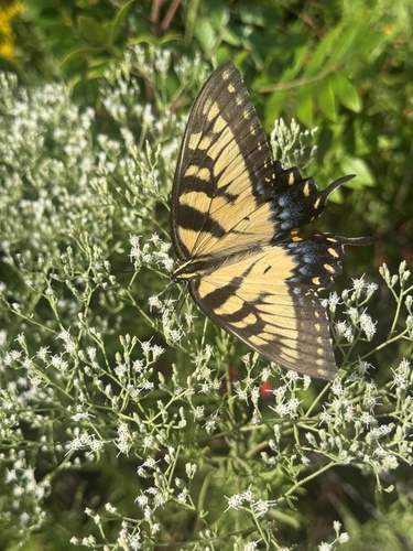 Eastern Tiger Swallowtail