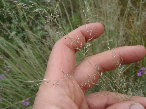 Muhlenbergia trifida, 2026-08-29