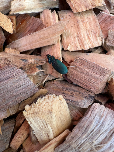 Chlaenius ophonoides
