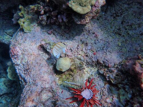 Chaetodon multicinctus observed 2026-08-26