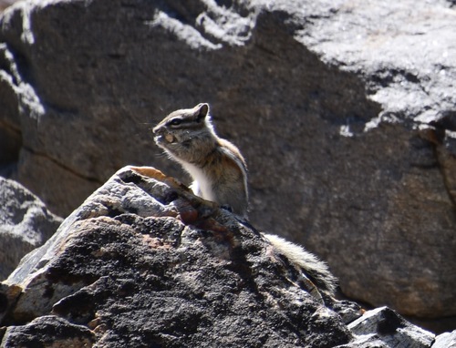 Alpine Chipmunk observed by bethpratt1