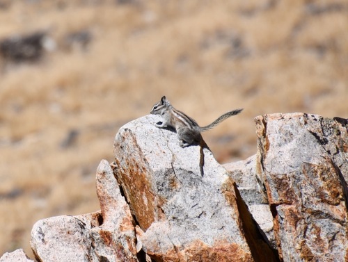 Alpine Chipmunk observed by bethpratt1