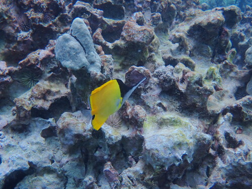 Forcipiger longirostris, 2026-08-26
