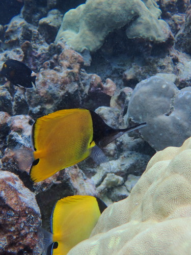 Forcipiger longirostris, 2026-08-26