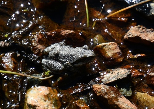 iNaturalist observation photo of Pacific chorus frog