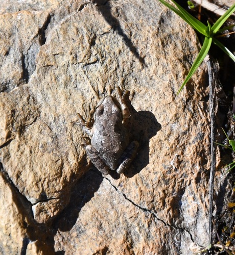 iNaturalist observation photo of Pacific chorus frog