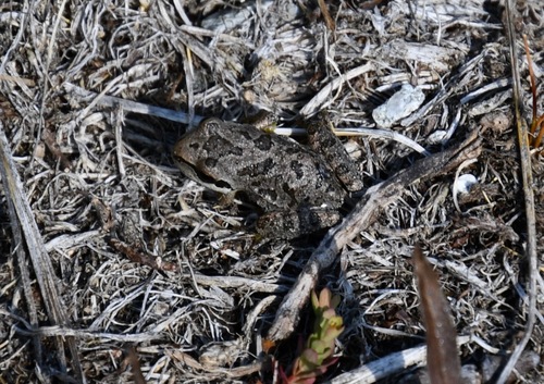 iNaturalist observation photo of Pacific chorus frog