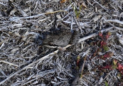 iNaturalist observation photo of Pacific chorus frog