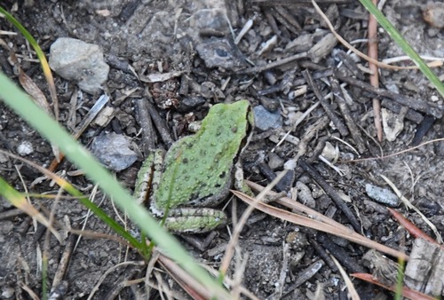 iNaturalist observation photo of Pacific chorus frog