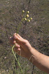 Senecio paniculatus