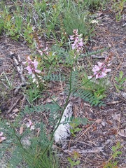 Astragalus michauxii