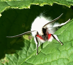 Spilosoma vestalis