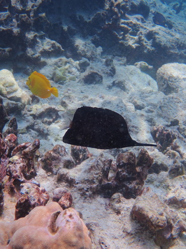 Forcipiger longirostris, 2026-08-26