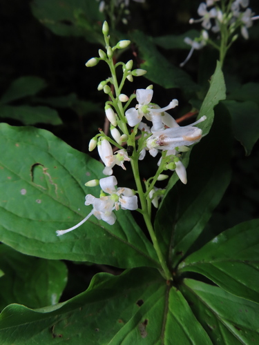 Elliottia paniculata, photograph 4