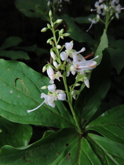 Elliottia paniculata, photograph (c) Timur Kalininsky, some rights reserved (CC BY)