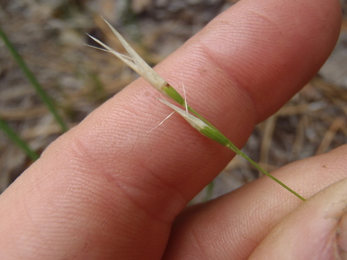 Danthonia californica observed 2026-08-30