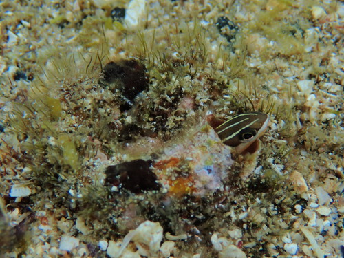 Plagiotremus goslinei observed 2026-08-27