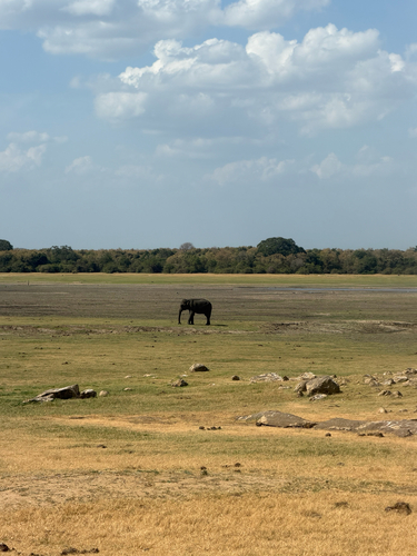 Sri Lankan Elephant