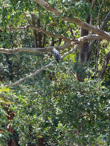 White-bellied Sea-Eagle