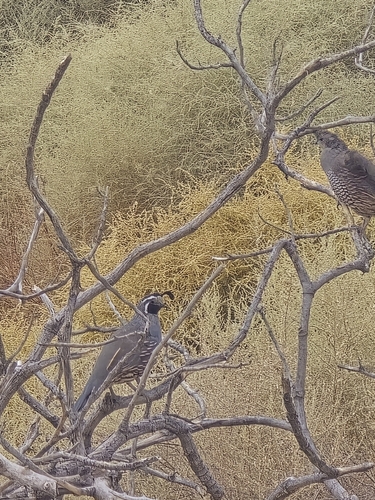California Quail