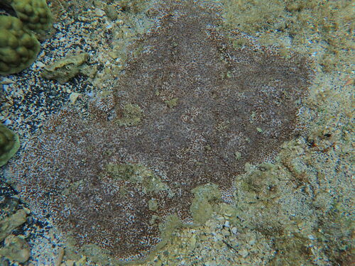 Leptastrea observed 2026-08-27