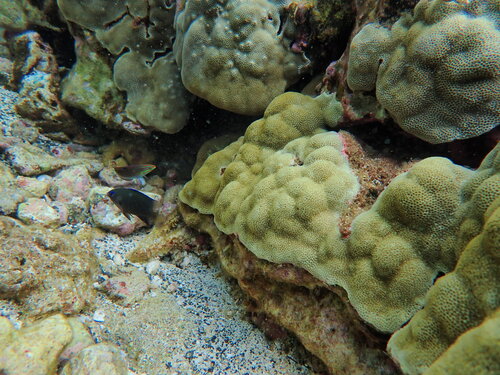 Halichoeres ornatissimus observed 2026-08-27