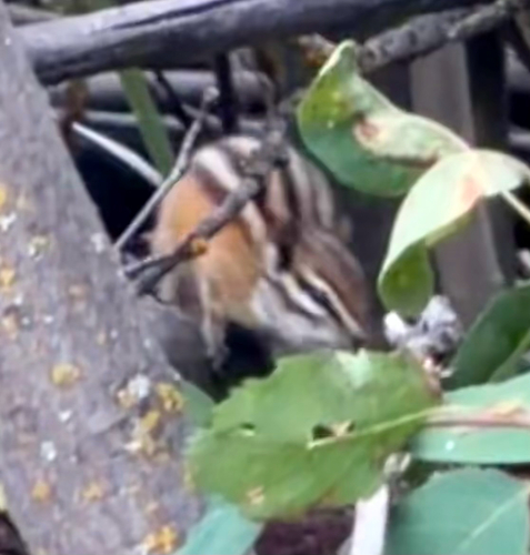 Least Chipmunk observed by dreaminginblue