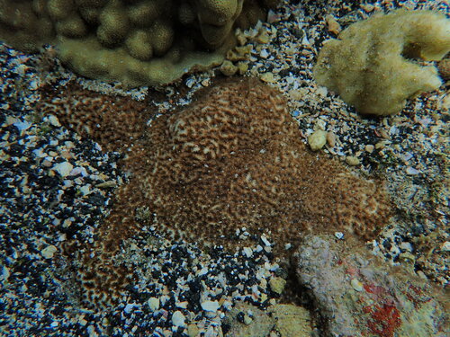 Leptastrea observed 2026-08-27