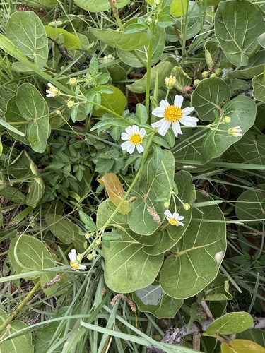 Bidens alba observed 2026-08-31
