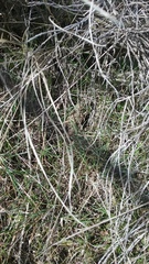 Phrynosoma douglasii