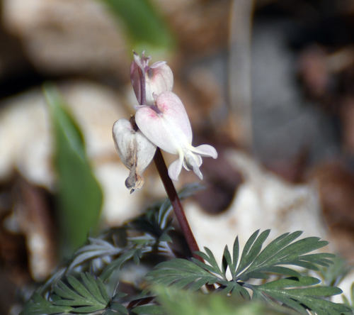 Squirrel Corn