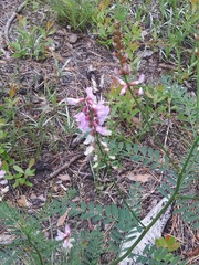 Astragalus michauxii