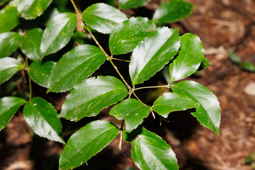Daphnandra observed 2026-09-01