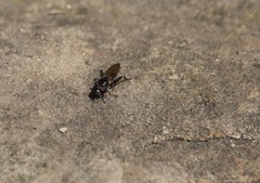 Chalcosyrphus