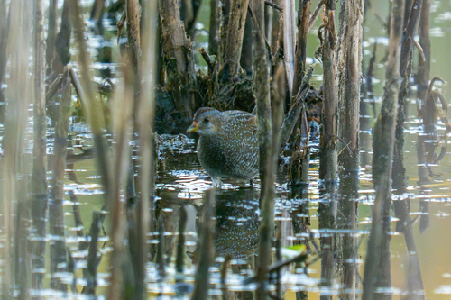 iNaturalist image