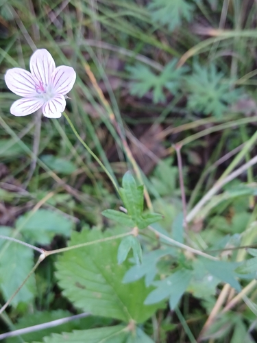 Geranium dahuricum