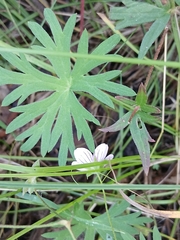 Geranium dahuricum, photograph (c) Святослав Власенко, some rights reserved (CC BY)