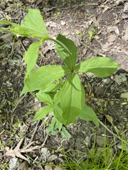 Silene stellata
