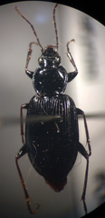 Agonum fidele