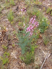 Astragalus michauxii