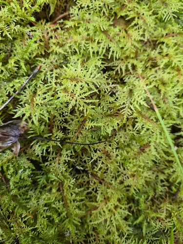 stairstep moss