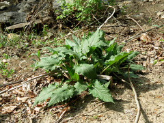 Silphium perfoliatum