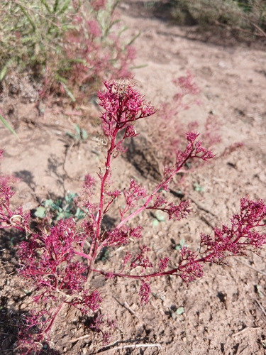 Teloxys aristata, photograph 6