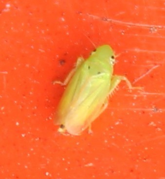 Neocoelidia vittapennis
