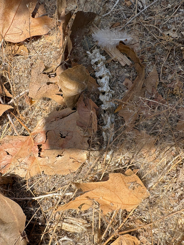 iNaturalist observation photo of Birds