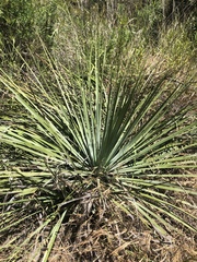 Hesperoyucca